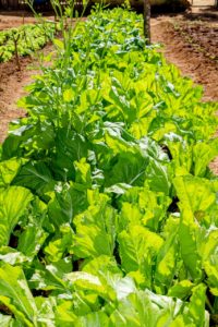 Horta Comunidade Terapêutica Acolhedora Reviver